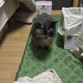 さくらちゃんコタツへの画像