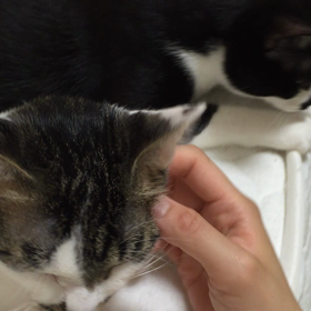 ヤキモチとのくんの画像