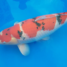 東海地区大会の画像