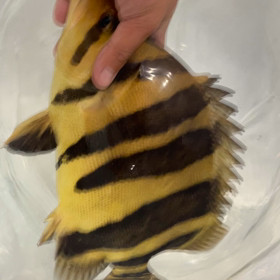 毎日発送！の画像