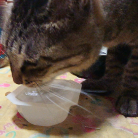 タロちぇ～ん♀(=^ェ^=)の画像