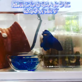 泡巣を壊さない換水の画像