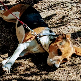 今日のちょこちゃんの画像