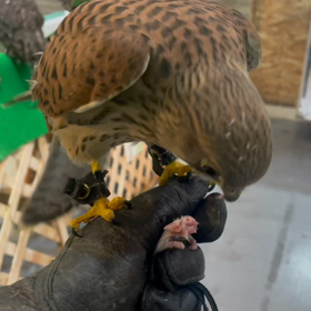 動物プロダクションの日常。の画像