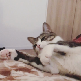 ＊ 番外編 ~動画~の画像