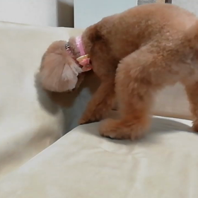 掘りほ～りぃ～の画像