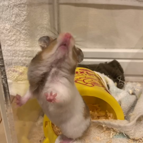 3代目のハムちゃんの画像