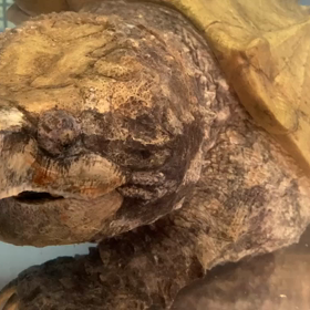 ”2023秋・和歌山⑤”の画像