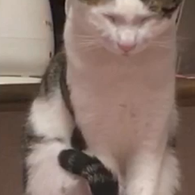 眠かったら寝たらいいのに…の画像