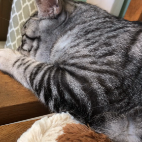 銀くんマニアにはたまらん(？)の画像