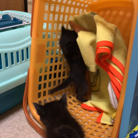 まるでコント。の画像