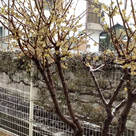 雪降りに。の画像