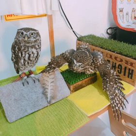 お話会をしたいの画像