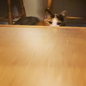 【怪談猫シリーズ2】の画像