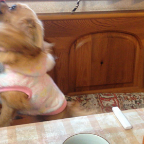 私おねだりする時はしゃべるんですの画像