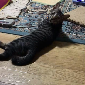 犬みたいな子猫ごまちゃんの画像