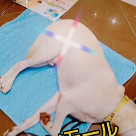 盲導犬ヘイジくんU^ェ^Uの画像