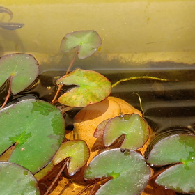 がんばれママ！！の画像