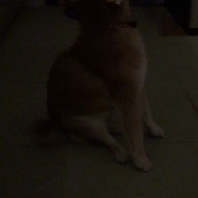 こける、、、の画像