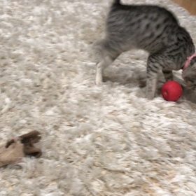 ボール遊びの画像