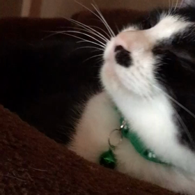 里親様募集中の金ちゃんの画像