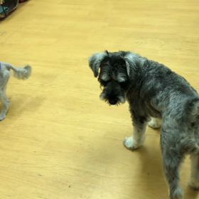 ジーさんはついていけんよ。の画像