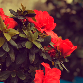 おうちで歌おうの画像