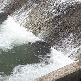 これって鮎？の画像