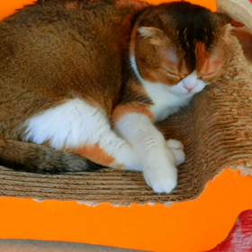 猫カフェムービー　バロン続きの画像