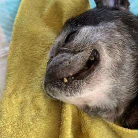 エルさん ♥の画像