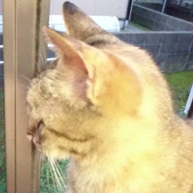 #猫ちゃんの画像