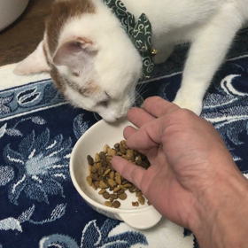 里親様募集中！(いっちゃん)の画像