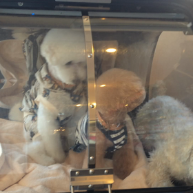 ⬛️7/5〜7/11＊酸素カプセルご利用のお友達⬛️2の画像