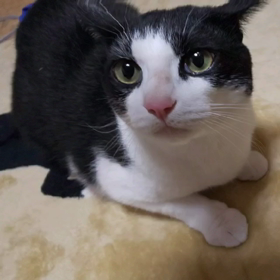 好きな猫の種類は？の画像