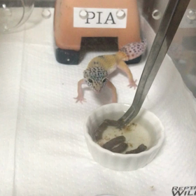 餌をあげてる動画の画像