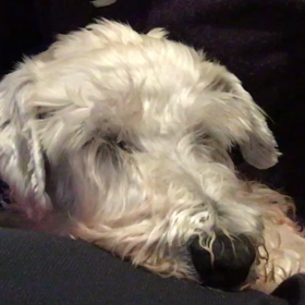 カティ子ちゃんの寝息の画像