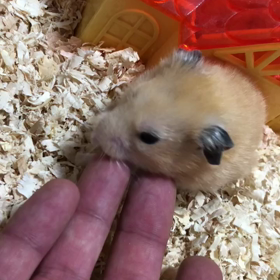 杏もおじいちゃんかなぁ、の画像