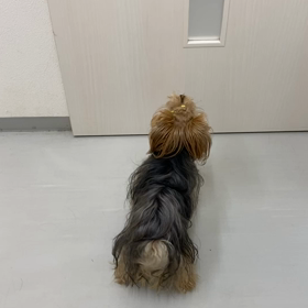 りっか動物病院の画像