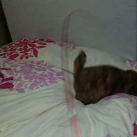 麦は、万全の体制で☆の画像