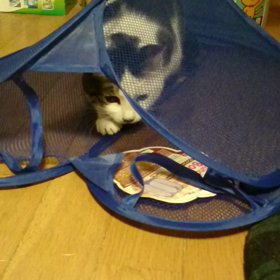 猫、あるある(笑)の画像