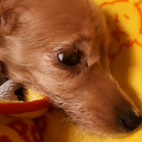 ご飯をあげようと…の画像