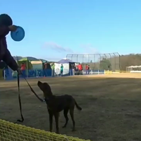脱走小僧番外編２  ホークのデビュー戦の画像