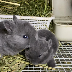 きよちゃんベビー　わらわらの画像