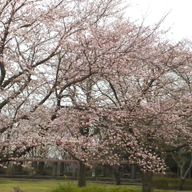 大庭城趾公園の桜　歩いて撮影してますの画像