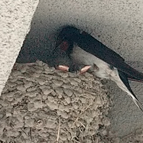 ひな、誕生してたの画像