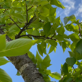セミの鳴き声: 競演の画像