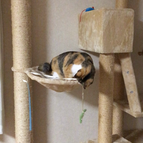 【動画あり】狩りの画像