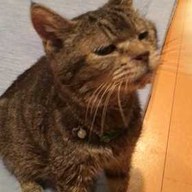 まだまだ頑張るよの画像