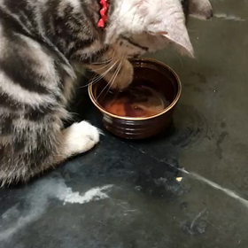 水遊びーの画像