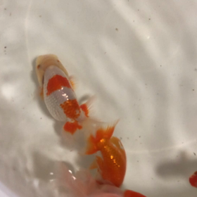 冬でも水換え〜の画像